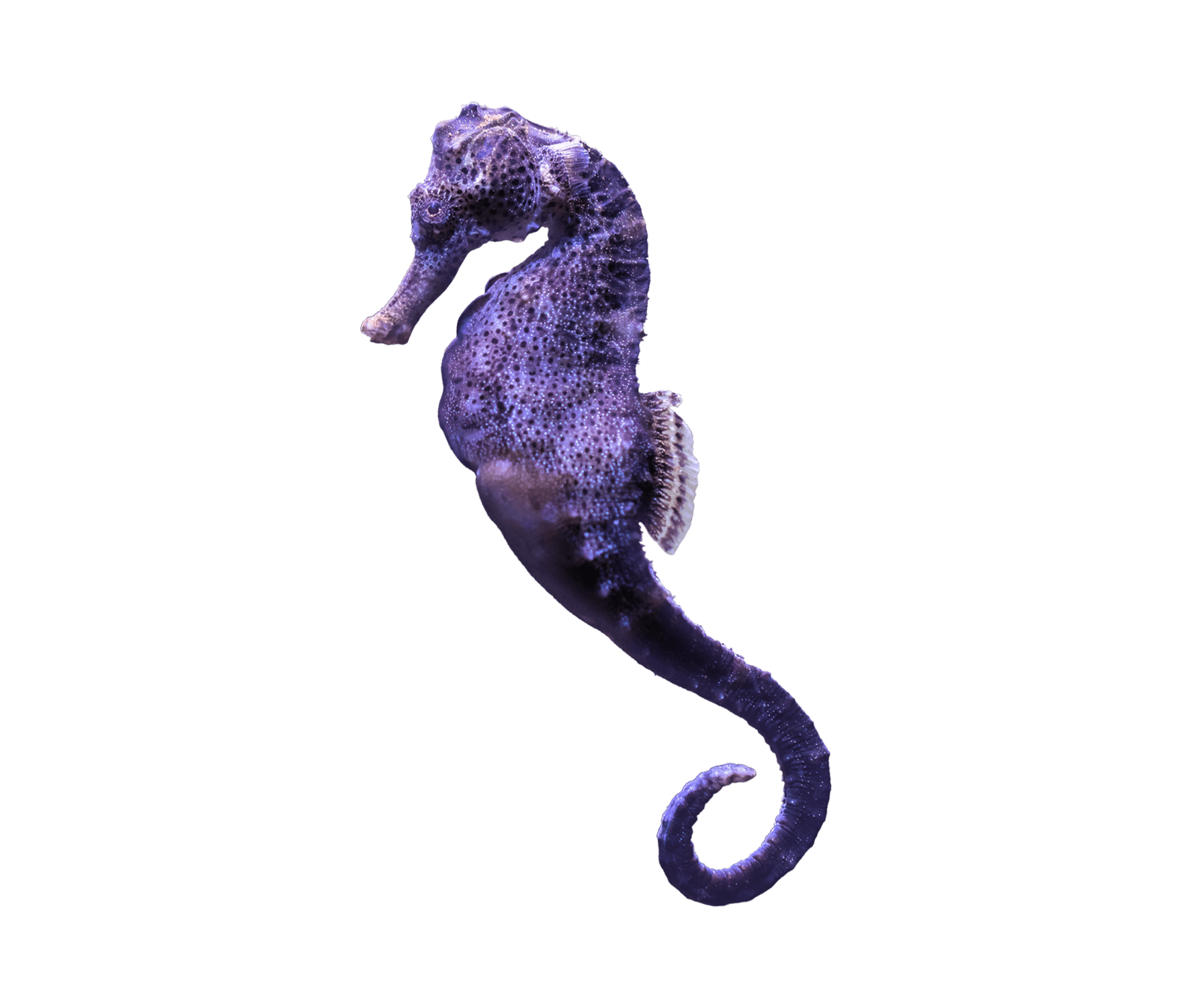 Seahorse Images seahorse-images